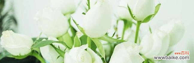 探寻白玫瑰的象征与价值 白玫瑰的美丽与意义