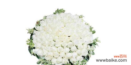 探寻白玫瑰的象征与价值 白玫瑰的美丽与意义