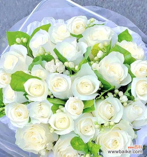 以白玫瑰的数量来传达情感的深度和纯洁程度 白玫瑰的数量与含义
