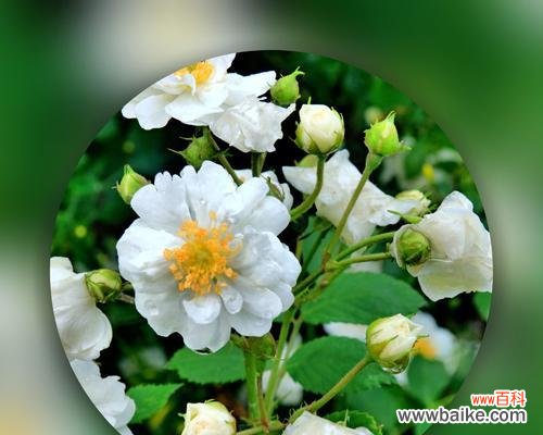 纯洁与无瑕的象征 白蔷薇的花语和寓意