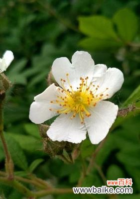 纯洁与无瑕的象征 白蔷薇的花语和寓意