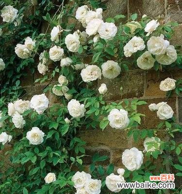 纯洁与无瑕的象征 白蔷薇的花语和寓意