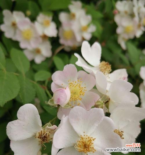 追寻纯洁之美 白蔷薇的花语