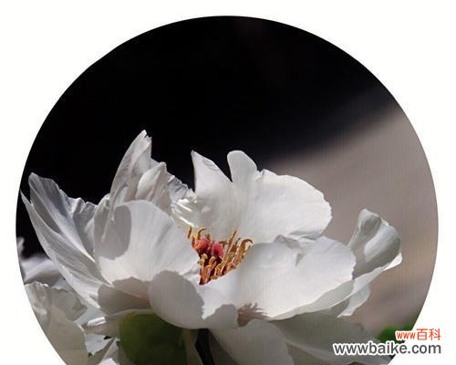 探寻白牡丹花语的深层内涵 白牡丹花语-纯洁与高贵