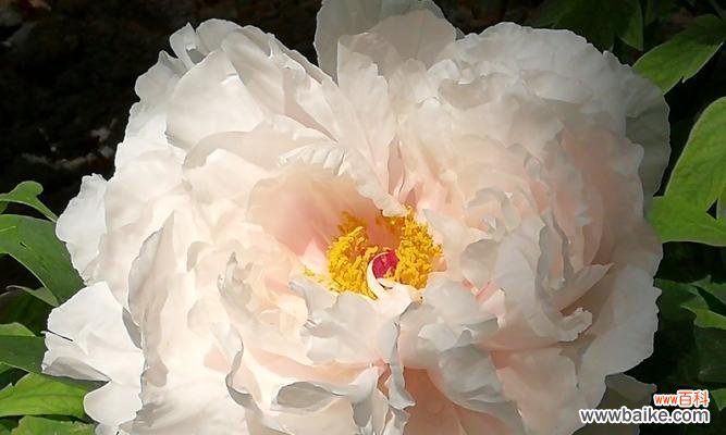 探寻白牡丹花语的深层内涵 白牡丹花语-纯洁与高贵