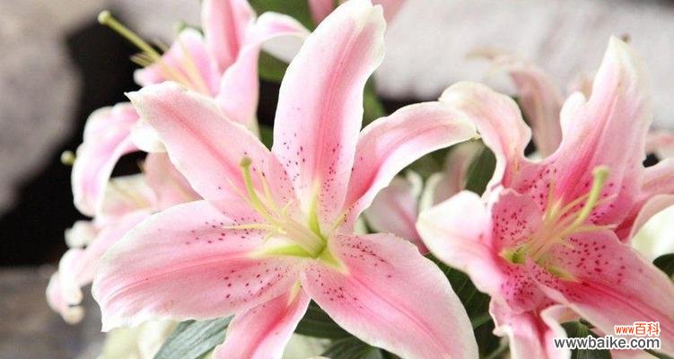 揭开白色百合花的含义与象征 白色百合花的花语