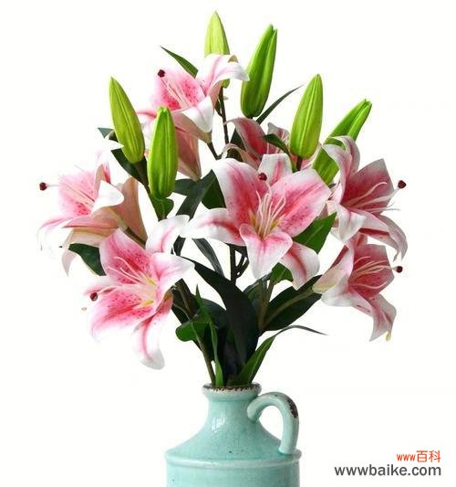 揭开白色百合花的含义与象征 白色百合花的花语