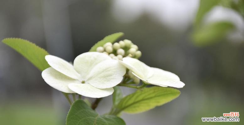 探寻白琼花的含义与传承 白琼花