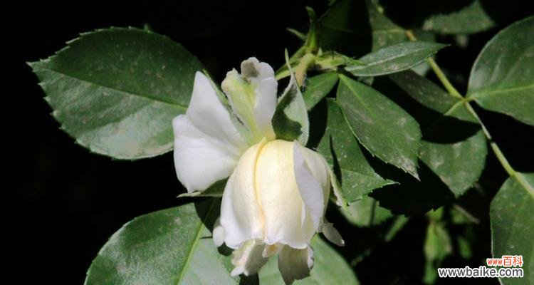 探索白蔷薇背后的深刻寓意 白蔷薇的象征意义