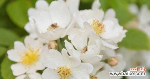 纯洁、神秘、寄托爱情的花海 白蔷薇花语的美丽传说