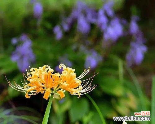 神秘花卉中的美丽符号与象征 白色彼岸花花语——纯洁与希望