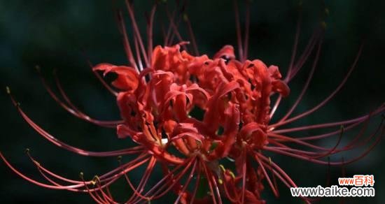 白色彼岸花的神秘之美与希望之花 白色彼岸花的花语与寓意