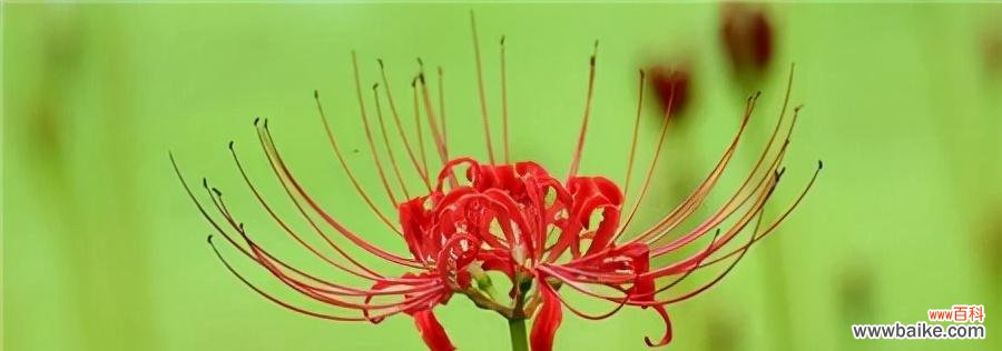 白色彼岸花的神秘之美与希望之花 白色彼岸花的花语与寓意