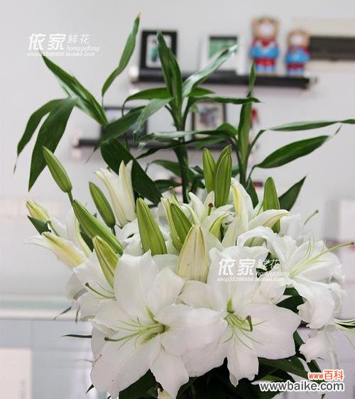 探寻白色百合的寓意与象征 白色百合的美丽与纯洁