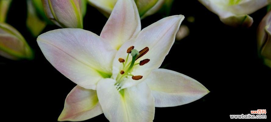 探索白色百合的花语与象征,带来新的希望与温暖 白色百合花语