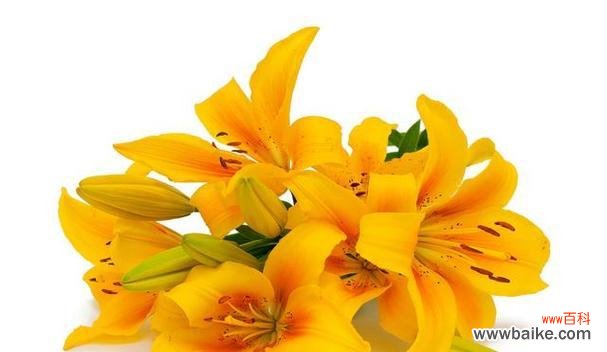 探索白色百合的花语与象征,带来新的希望与温暖 白色百合花语