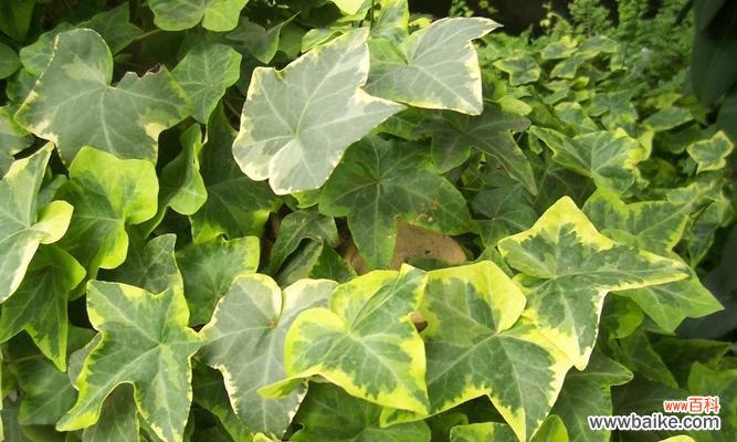 常春藤的花语解读及传达的情感 常春藤的花语及其象征意义