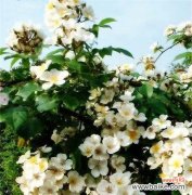 揭示茶蘼花寓意的深刻内涵 茶蘼花