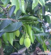 探索沉香树的神秘力量 沉香树的风水作用与寓意