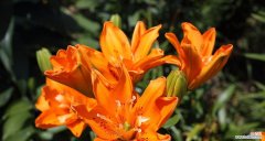 揭开橙色百合花背后的神秘面纱 橙色百合花的意义与象征