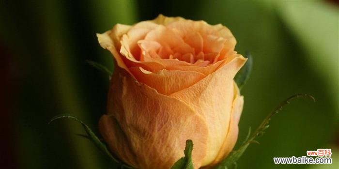 探索橙玫瑰的象征与情感魅力 橙玫瑰的花语和意义