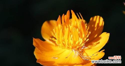 橙色风信子代表的意义以及传达的情感 橙色风信子花语