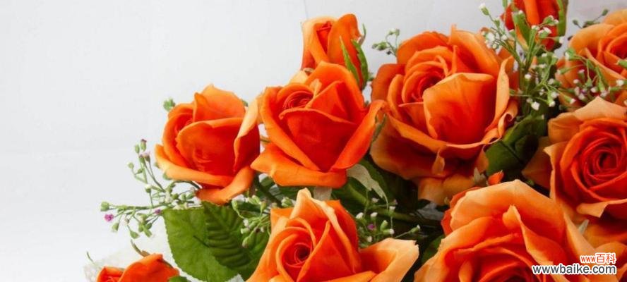 明亮 橙色蔷薇花语与代表意义
