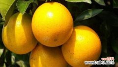 揭示橙子的多重象征意义 橙子的象征意义与代表