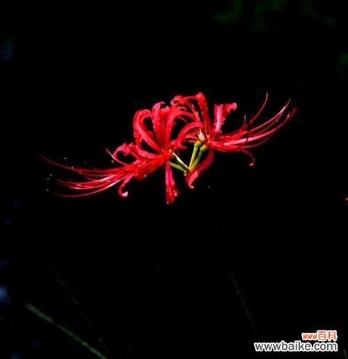 象征神秘未知的花是什么?