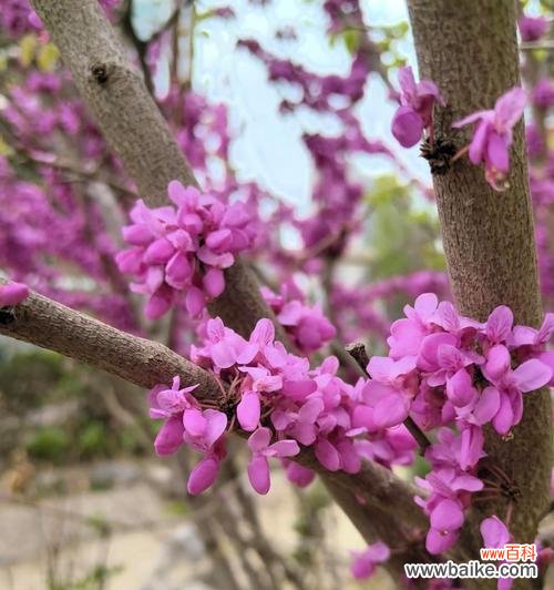 象征神秘未知的花是什么?