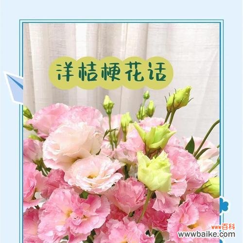 桔梗花的传统意义是什么?桔梗花象征着什么?