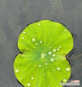 荷叶花代表的寓意有哪些？