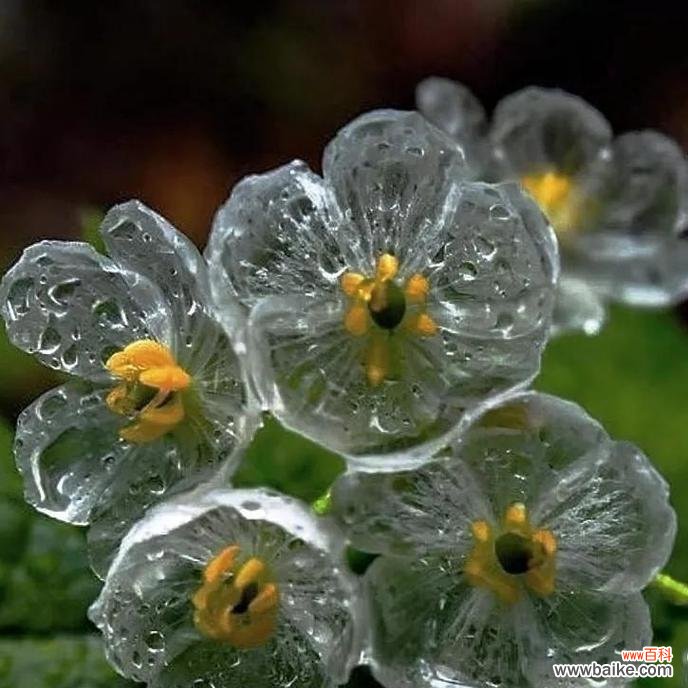 荷叶花代表的寓意有哪些？