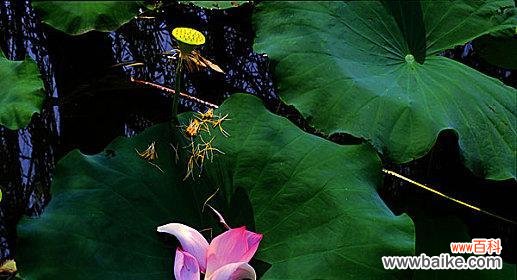 荷叶花代表的寓意有哪些？