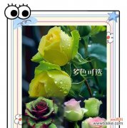 复古绿的花有何寓意？它们在装饰中有何特别之处？