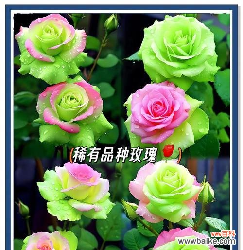 复古绿的花有何寓意?它们在装饰中有何特别之处?