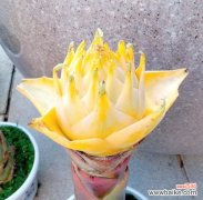 佛教圣花的宗教象征是什么？佛教圣花代表了什么？