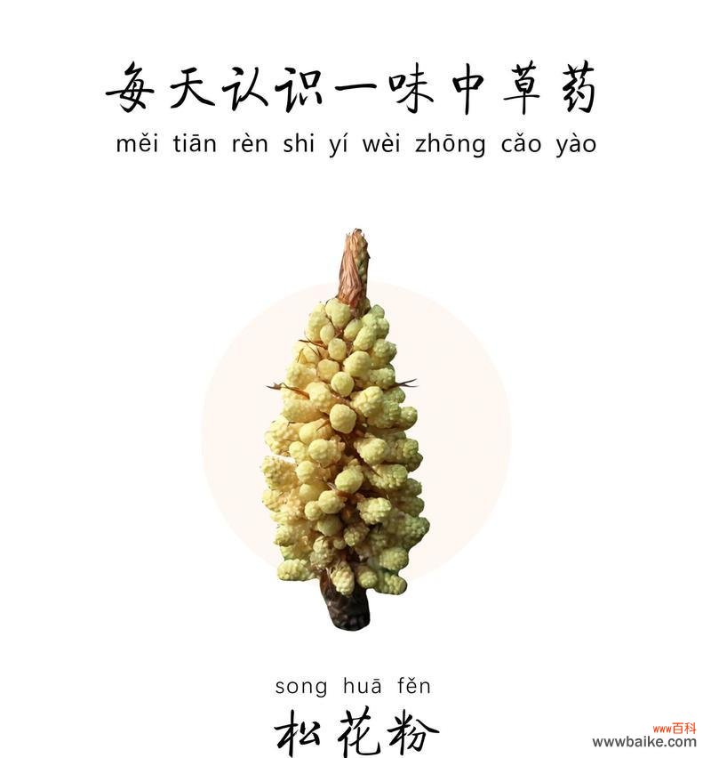 松针花的寓意有何深意？