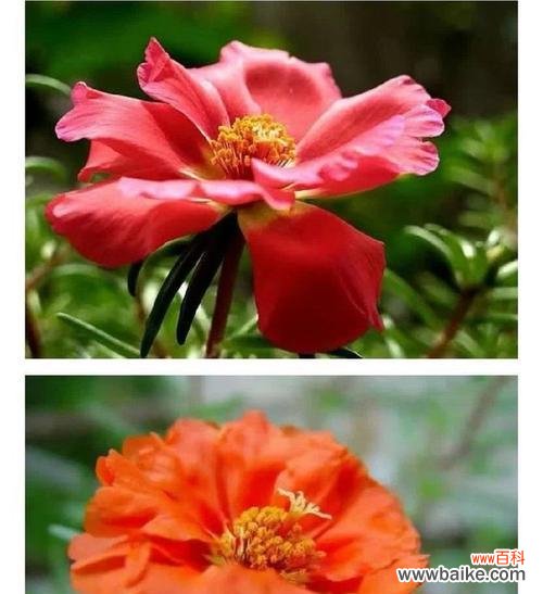 松针花的寓意有何深意？