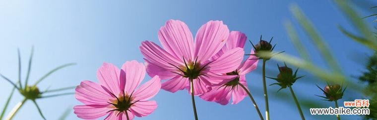 揭秘白色波斯菊的花语及其深刻寓意 白色波斯菊的花语