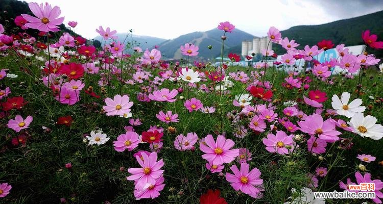 揭秘白色波斯菊的花语及其深刻寓意 白色波斯菊的花语