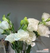 传递希望与勇气的白色桔梗花 白色桔梗花