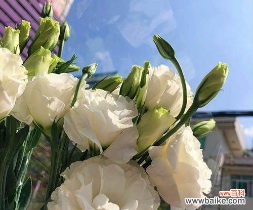 纯洁与坚强的象征，白色桔梗花语解读 白色桔梗花语的含义与传承