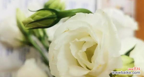 纯洁与坚强的象征，白色桔梗花语解读 白色桔梗花语的含义与传承