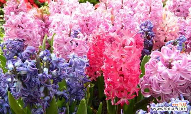 白色风信子花语的丰富内涵及传递的美好祝福 白色风信子花语