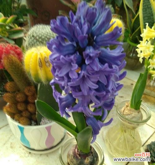 白色风信子花语的丰富内涵及传递的美好祝福 白色风信子花语
