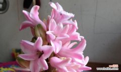 白色风信子花语的丰富内涵及传递的美好祝福 白色风信子花语