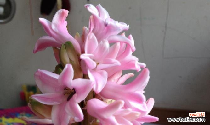 白色风信子花语的丰富内涵及传递的美好祝福 白色风信子花语