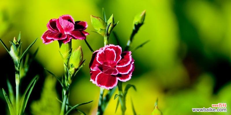 以清纯与崇高的康乃馨寄托美好情感 白色康乃馨的花语和寓意