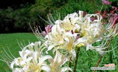 探索曼陀罗花语中的神秘象征和心灵意义 白色曼陀罗花语的美丽与深意